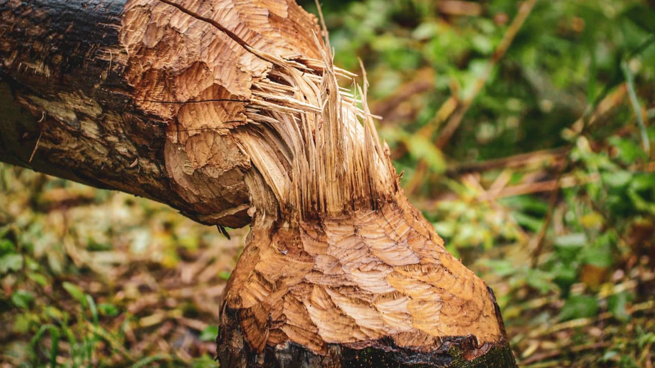 Tronc d'arbre mordillé par des castors, révélant leur habitat naturel en Belgique.
