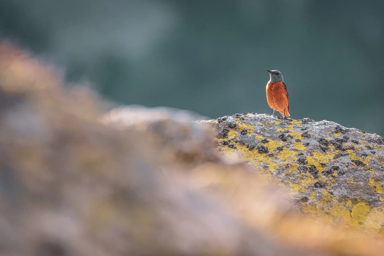 Un oiseau coloré se tient sur un rocher, sur fond de montagnes brumeuses et paysages alpins.
