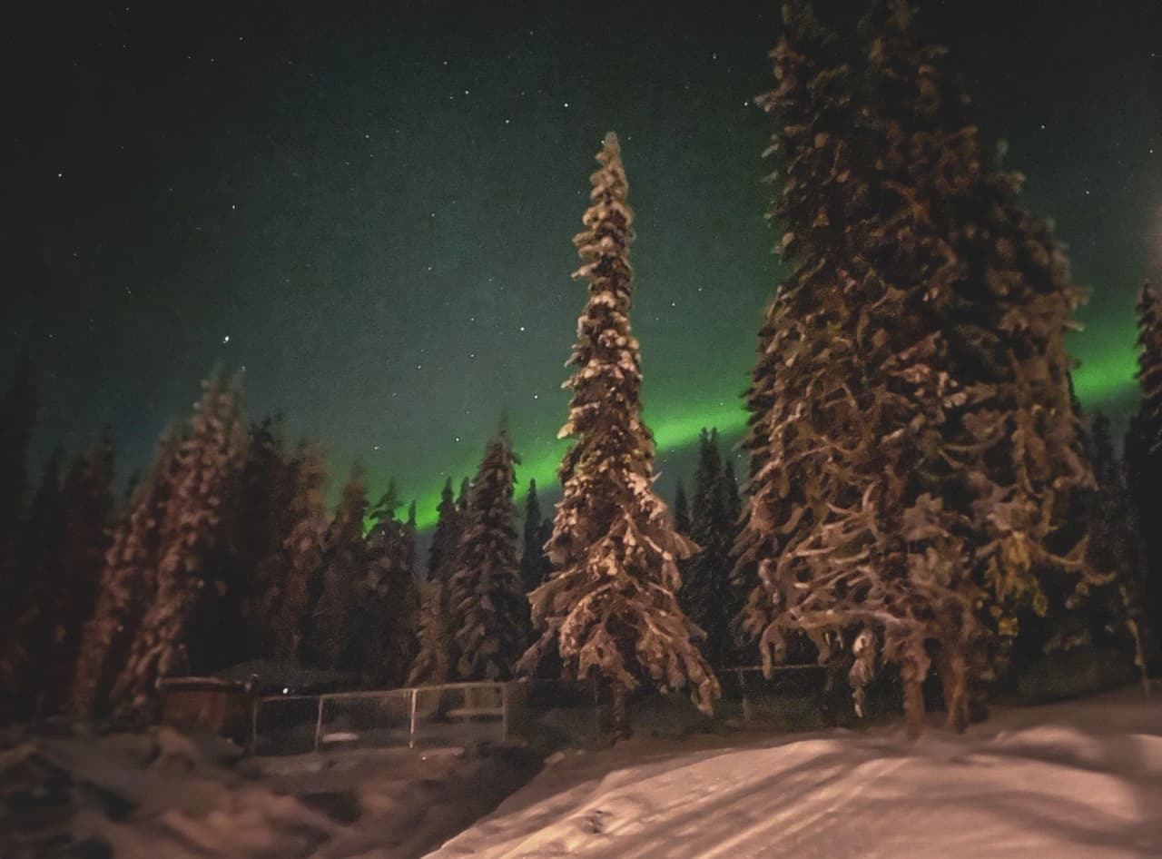 The glittering northern lights illuminate a snowy landscape in Lapland, surrounded by majestic fir trees.