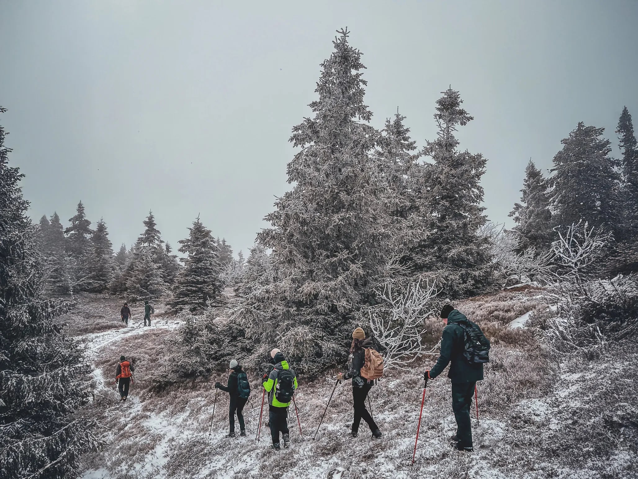 A group of hikers on snowshoes, traversing the majestic snow-covered landscape of the Vosges.
