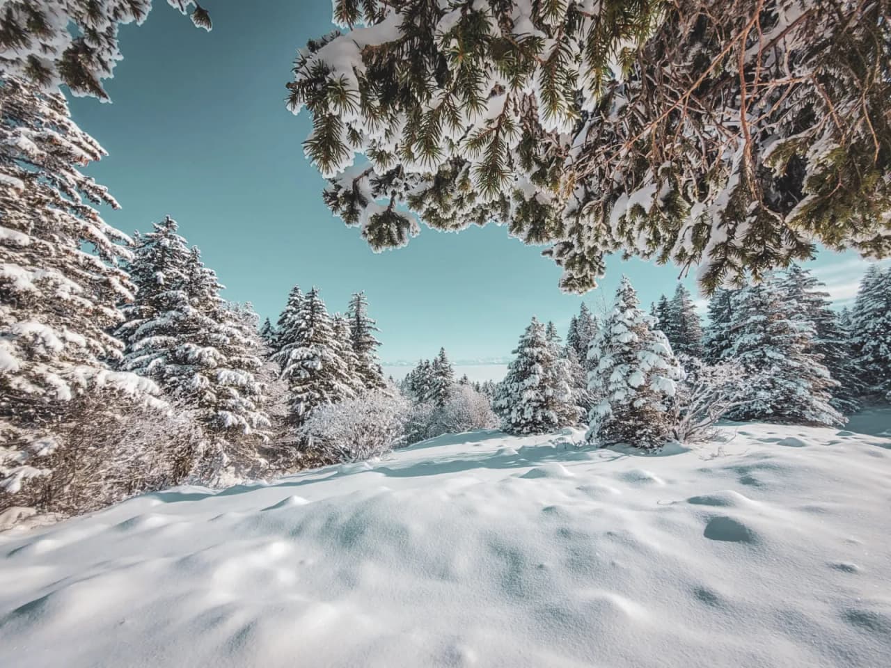 A winter panorama of the Swiss Jura, snow-covered trees under a brilliant blue sky.
