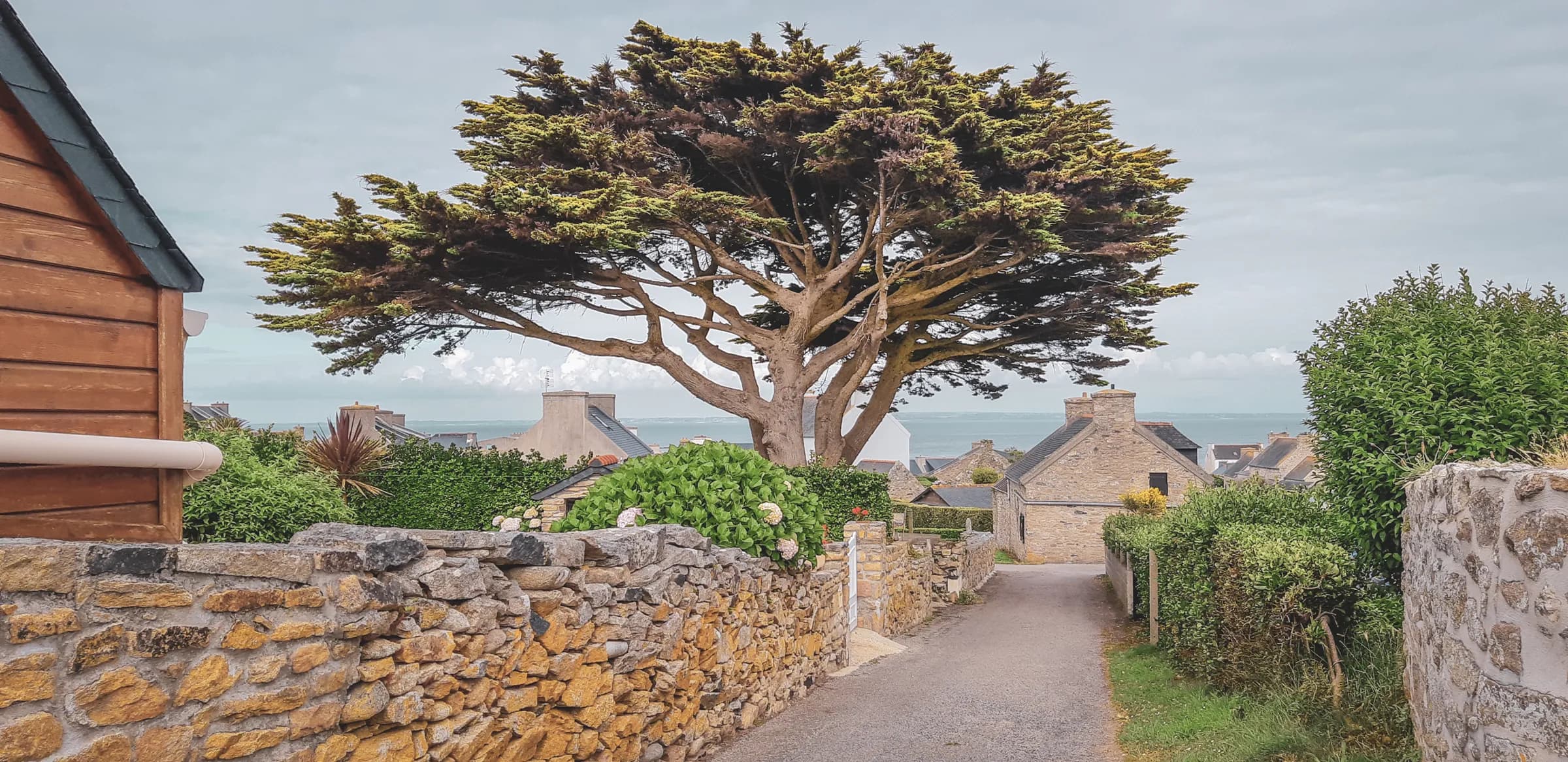 Charming lane lined with stone houses and a large tree, with a view of the Molène sea.