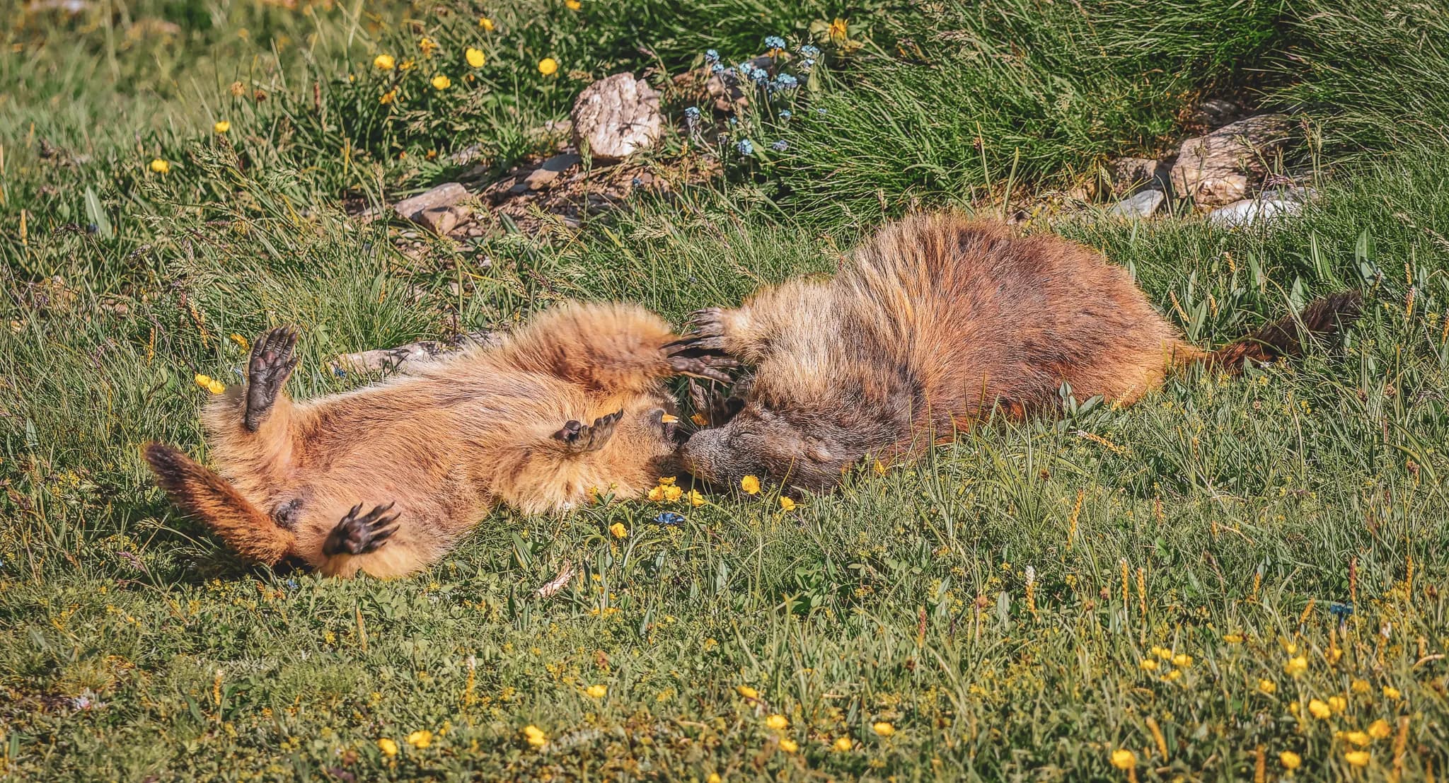 Two marmots are resting on a carpet of wild flowers and green grass. They are lying on their backs with their legs in the air, seemingly playing or basking in the sun. The natural setting