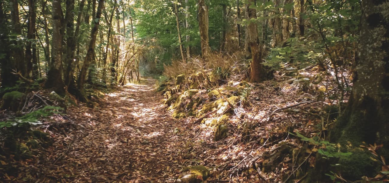 Un chemin forestier lumineux, bordé d'arbres, invite à l'aventure dans le Vercors.