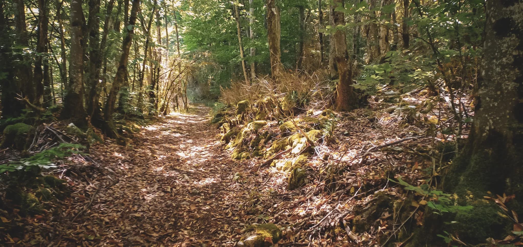 Un chemin forestier lumineux, bordé d'arbres, invite à l'aventure dans le Vercors.