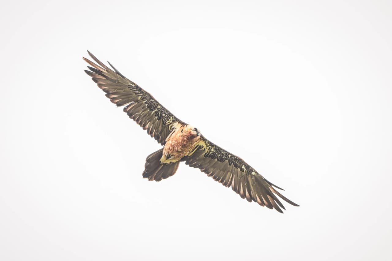 Un rapace majestueux survole les cimes des Pyrénées, symbole d'aventure en pleine nature.