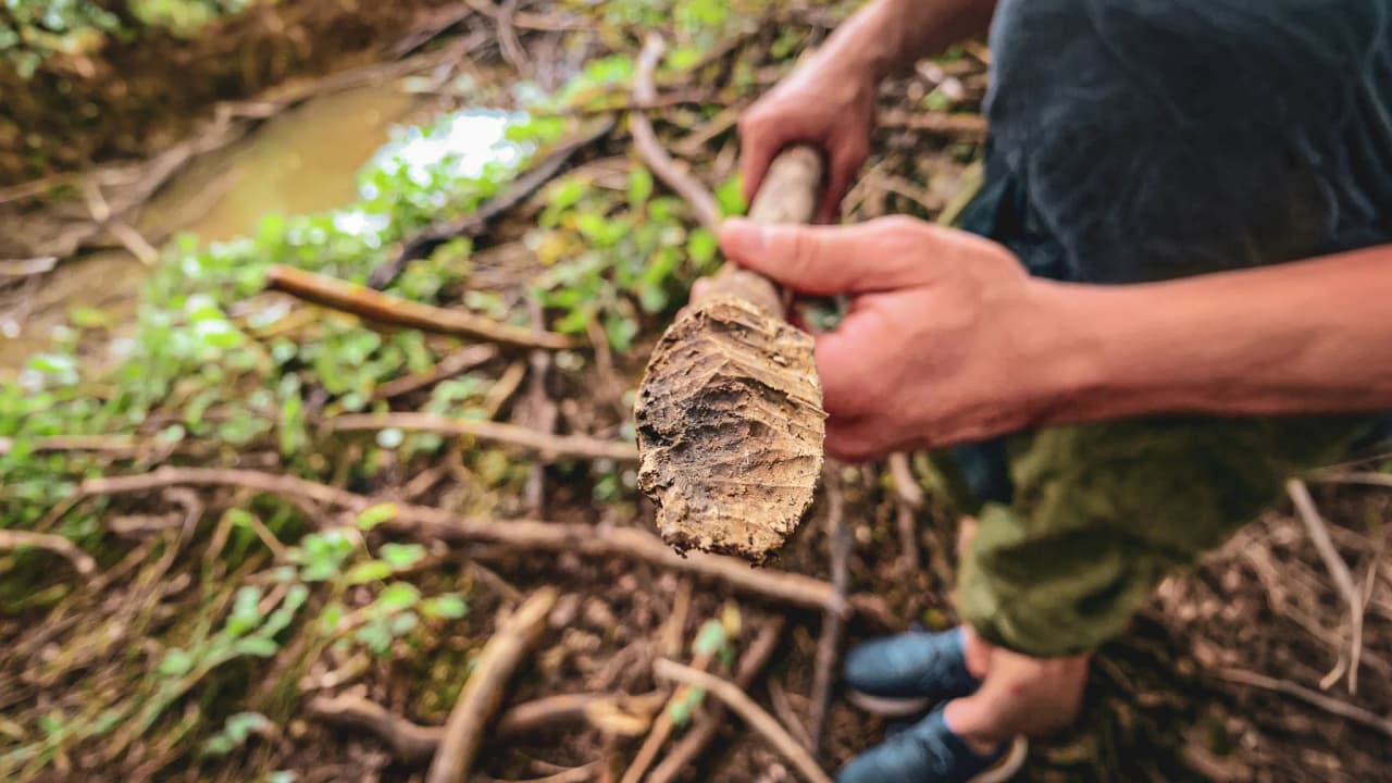 Un guide tient une branche marquée par un castor, entouré de verdure, en pleine exploration.