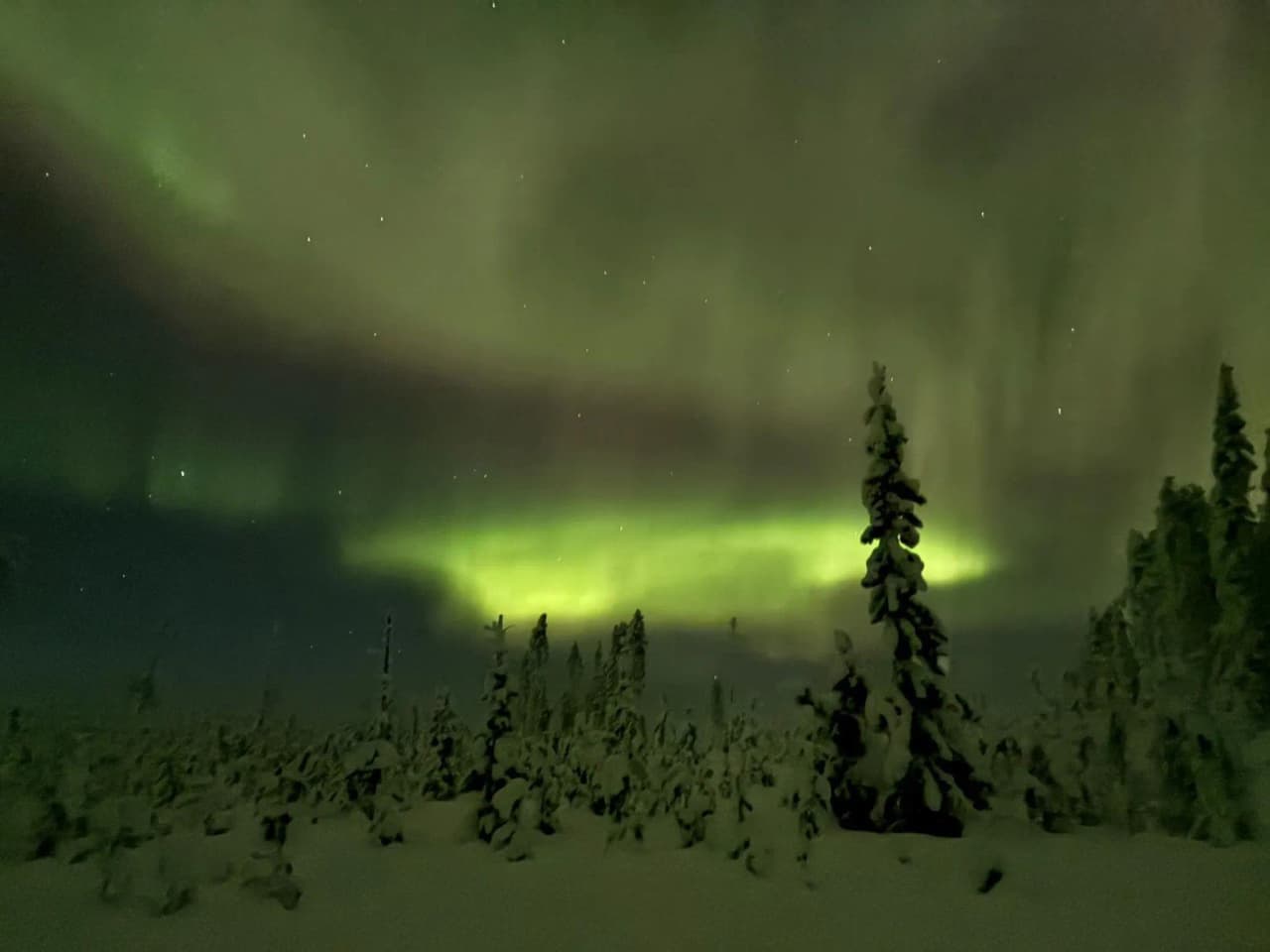 Northern lights illuminating a starry sky above a snow-covered forest in Lapland.