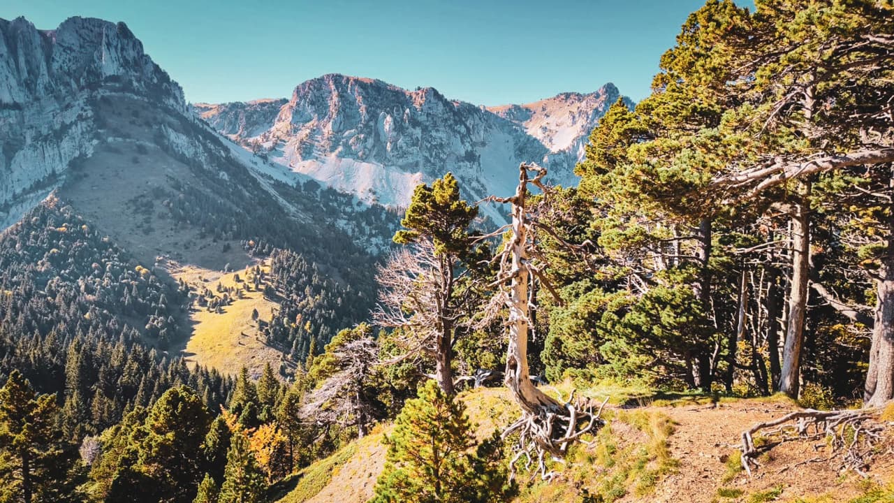 Majestic mountains under a blue sky, lush green trees, a breathtaking panorama awaits you.