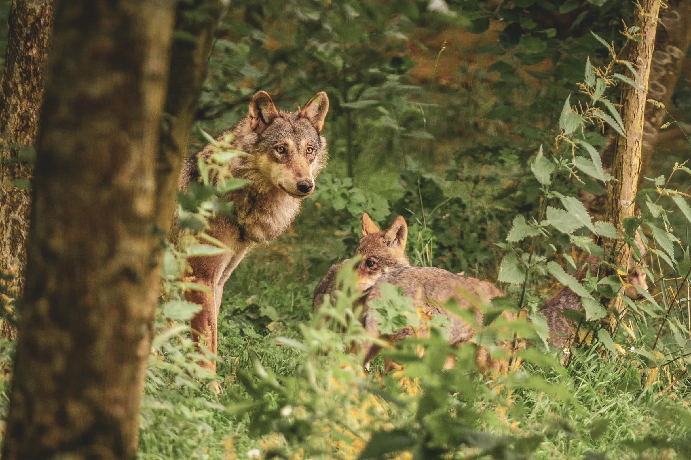 Loups intrigués dans leur habitat naturel, entourés de verdure luxuriante du Vercors.