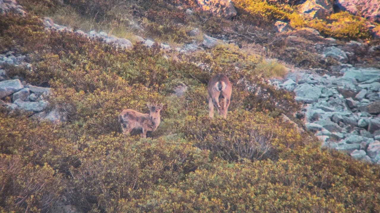 Deux isards se dresse sur un terrain montagneux parsemé de pierres et de végétation, dans les Hautes Pyrénées.