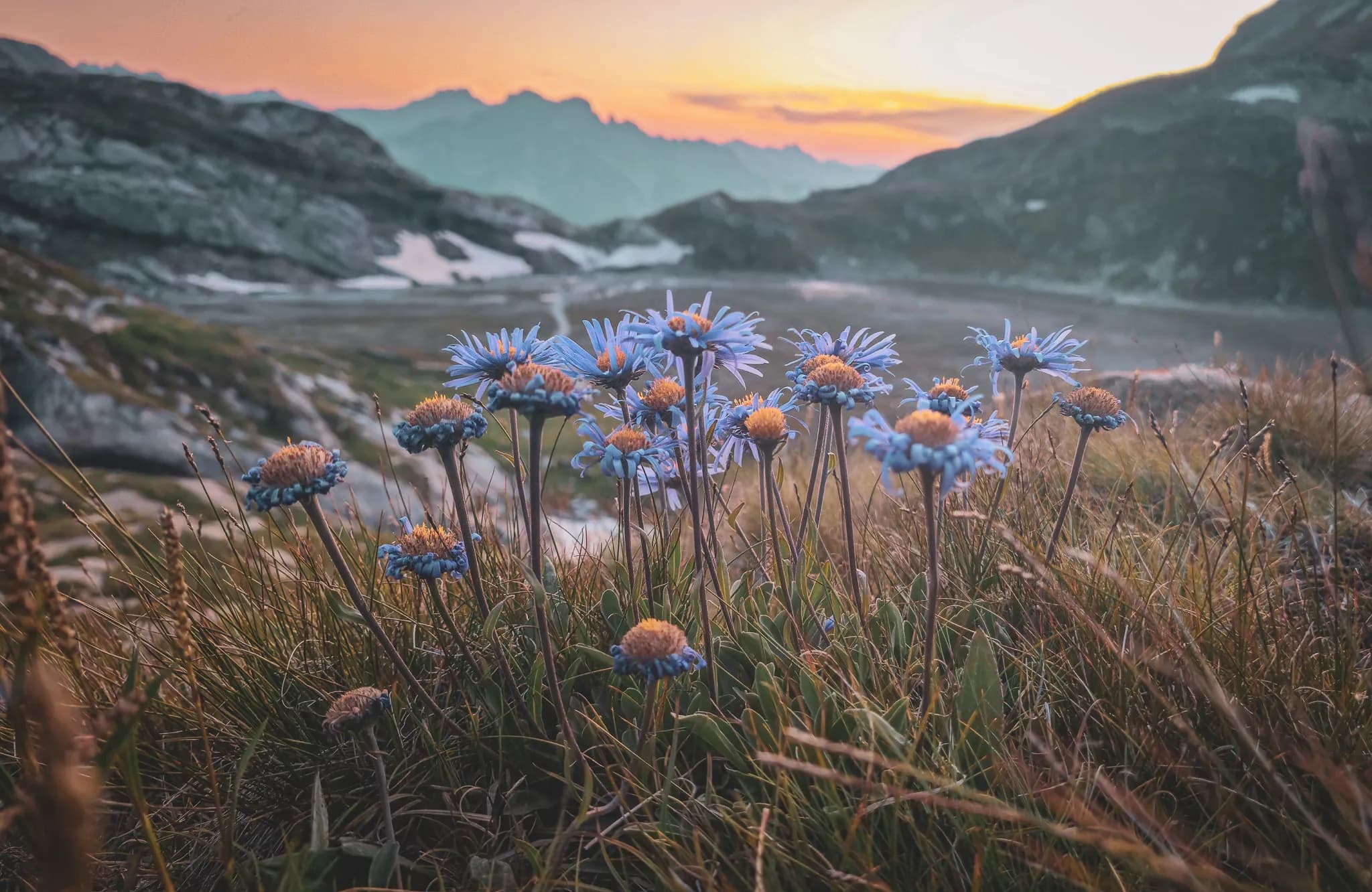 An Alpine landscape unfolds with majestic mountains in the background, surrounded by snow-capped peaks. In the foreground, a winding path cuts through lush green meadows dotted with