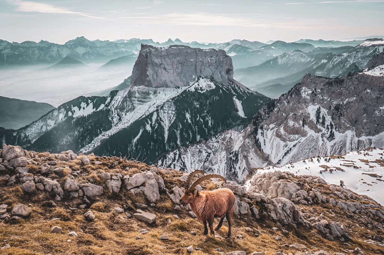Breathtaking view of Mont Aiguille with majestic peaks and a chamois in a stunning alpine landscape.