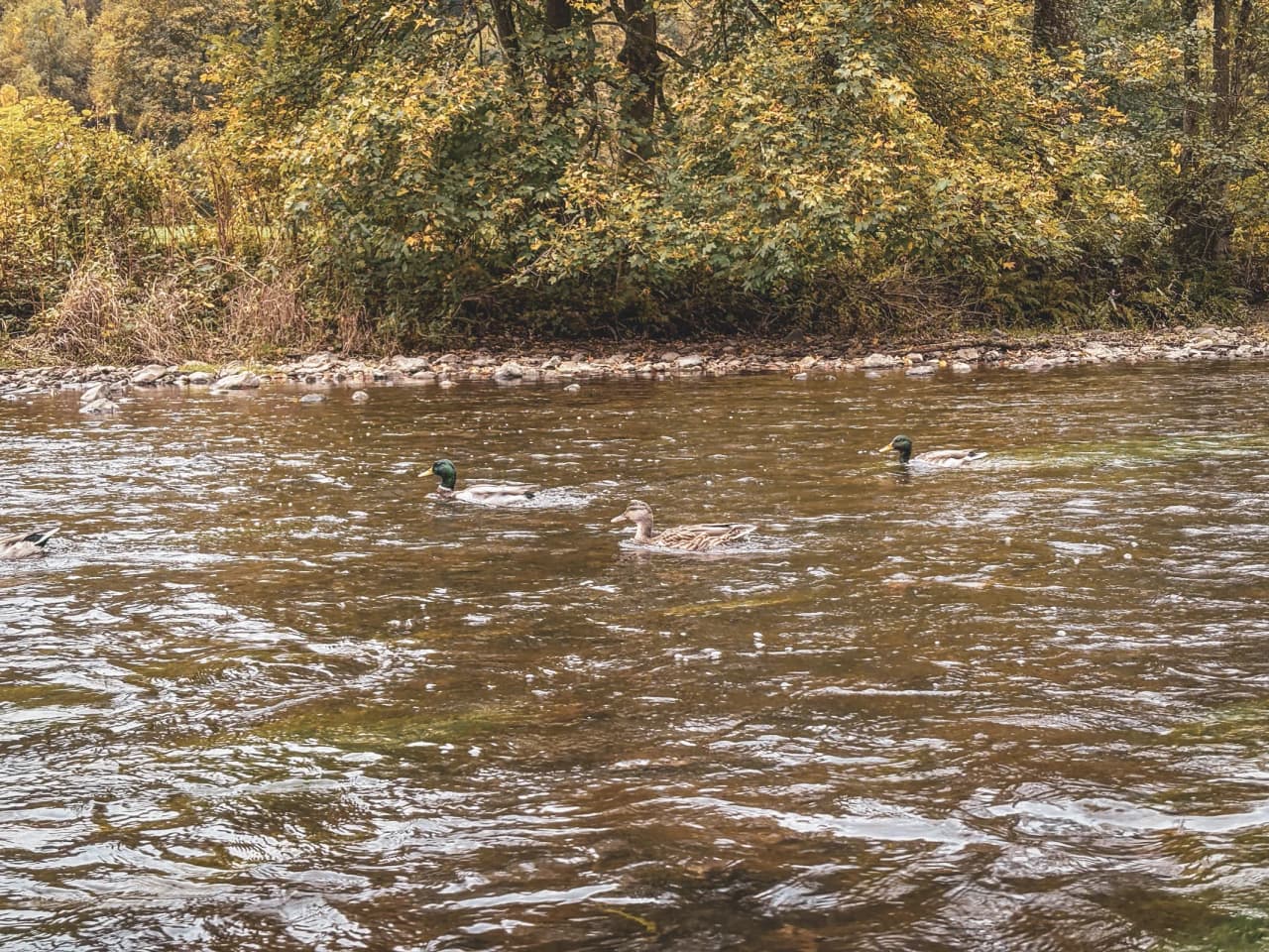 Des canards nagent paisiblement dans une rivière bordée d'arbres aux couleurs d'automne en Ardenne.