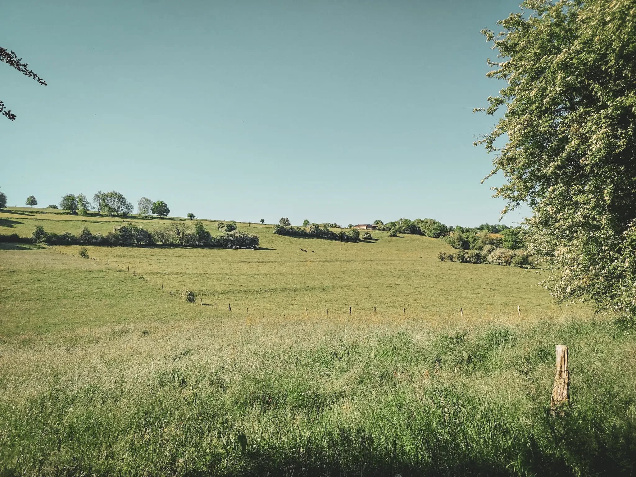 A vast green field under a blue sky, perfect for a nature getaway.
