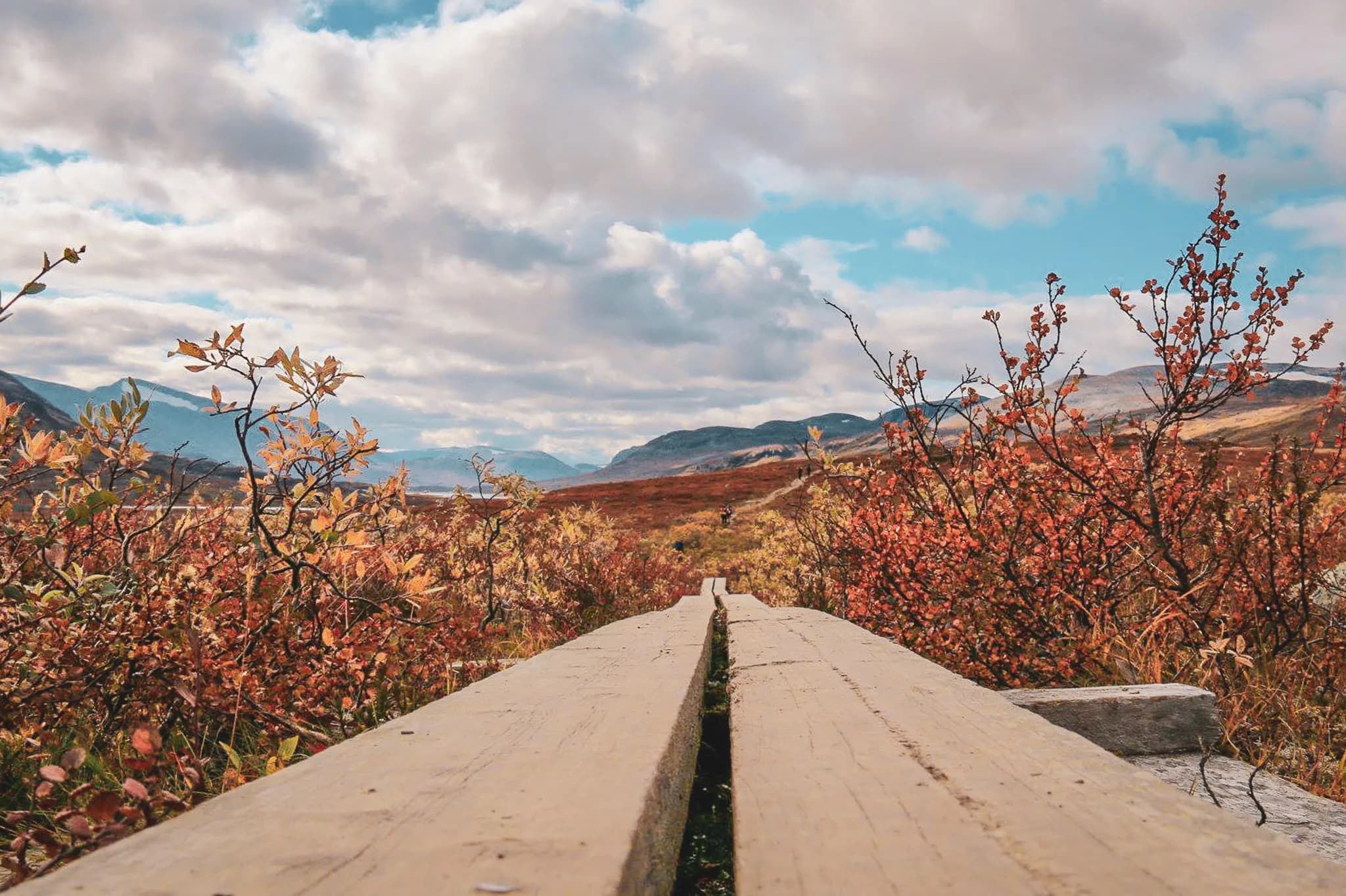 Le chemin en bois du kungsleden s'étend sur un paysage naturel. Sur les côtés, des buissons aux feuilles aux teintes d'automne, allant du jaune à l'orange, créent une ambiance chaleureuse.