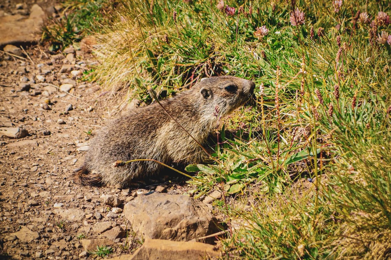 Marmotte dans les herbes alpines, symbole de la nature préservée en Vanoise, incitant à l'évasion.