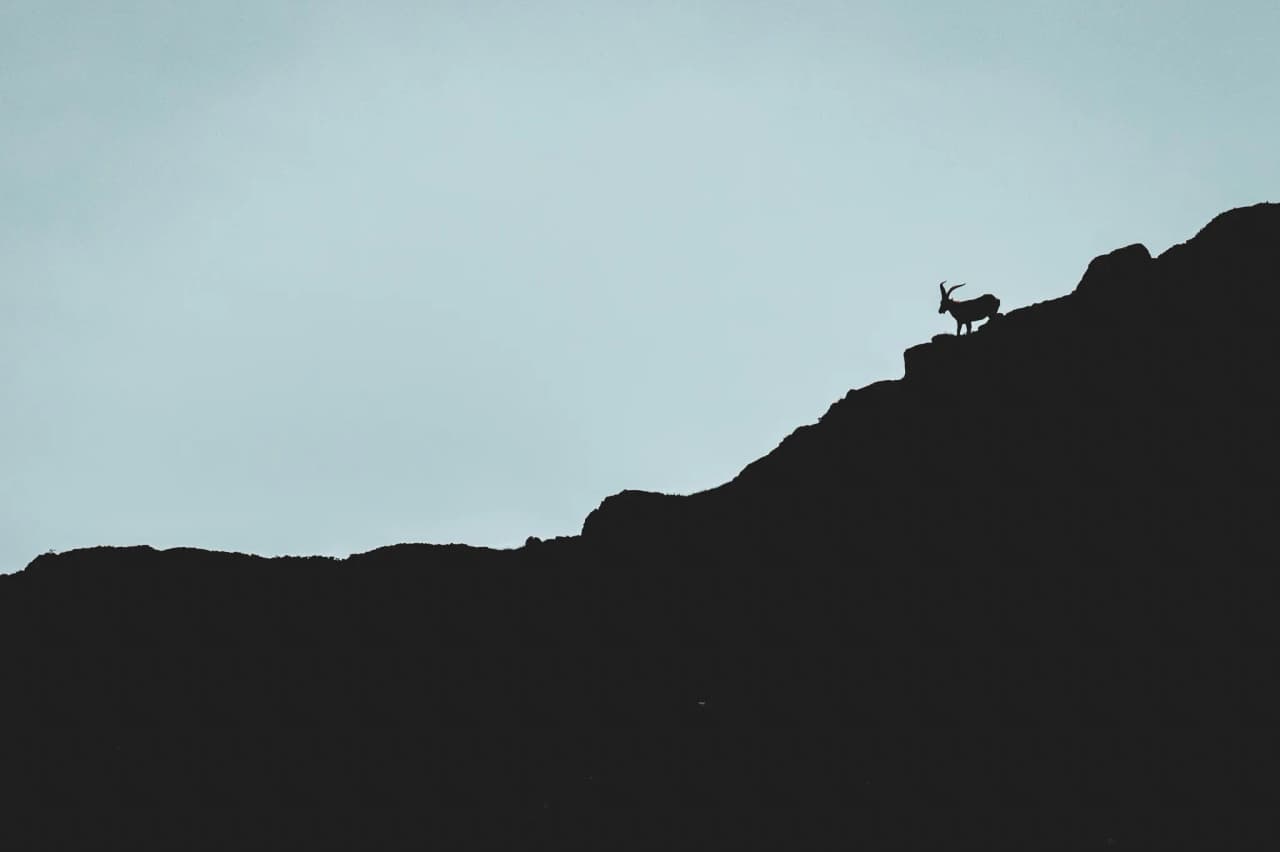 "Un isard silhouetté au sommet des Pyrénées, avec un ciel apaisant en arrière-plan."