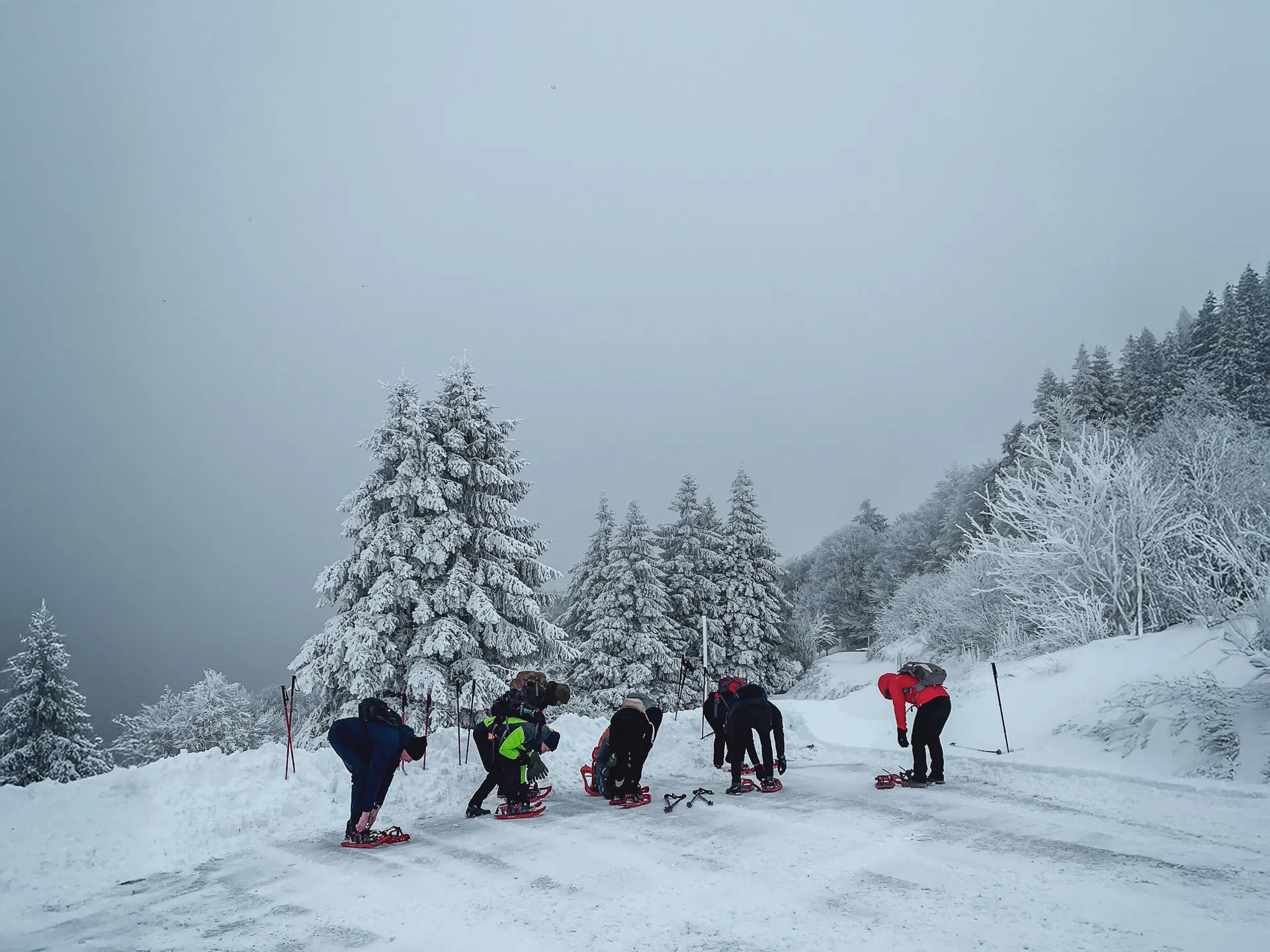 A group on snowshoes on a snowy path, surrounded by majestic fir trees under a misty sky.