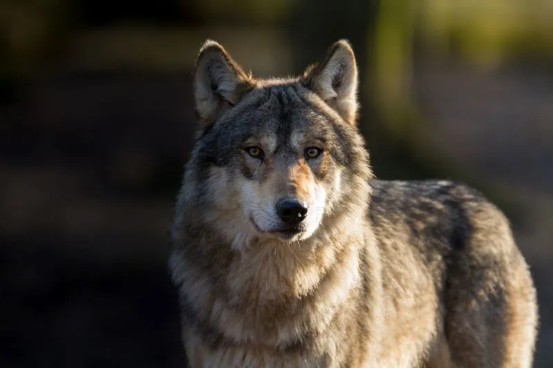 Vidéo de loups dans le Vercors prise par Romain